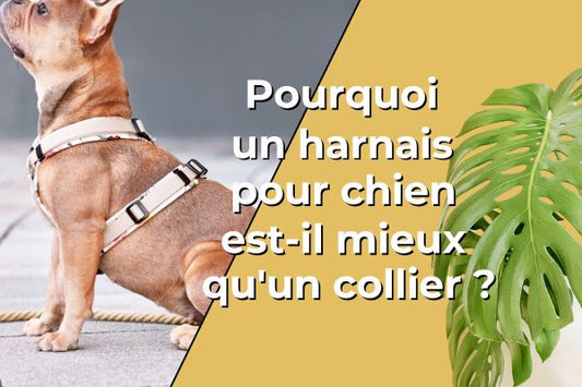 harnais-pour-chien